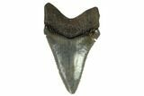 Serrated, Angustidens Tooth - Megalodon Ancestor #115733-1